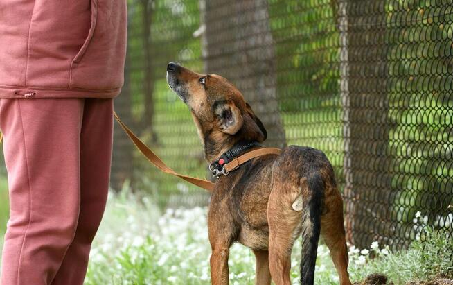 Radek szuka domu, pies