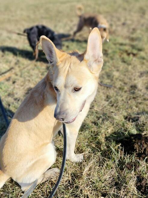 Psy: Leon, Persi i Dexter szukają domów, pies