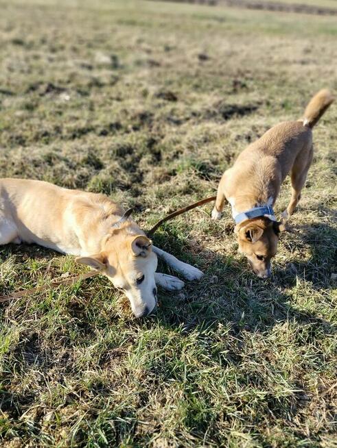 Psy: Leon, Persi i Dexter szukają domów, pies