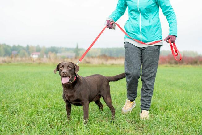 Czeko ok 2/3 let.sunia w typ.labradora czeka na dom Spotted