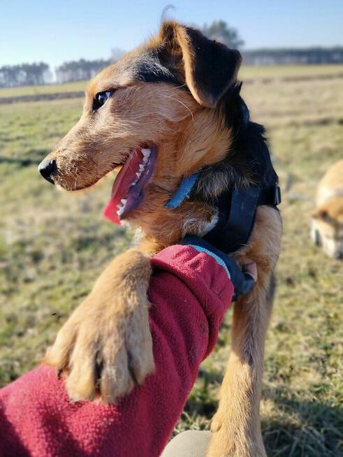 Psy: Leon, Persi i Dexter szukają domów, pies