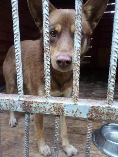 Alarm!! Kto pokocha 1,5 r.kochanego psiaczka (Janik oczyszcz