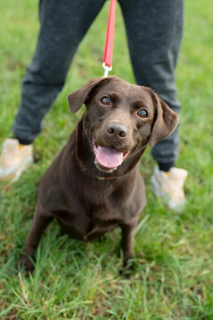 Czeko ok 2/3 let.sunia w typ.labradora czeka na dom Spotted