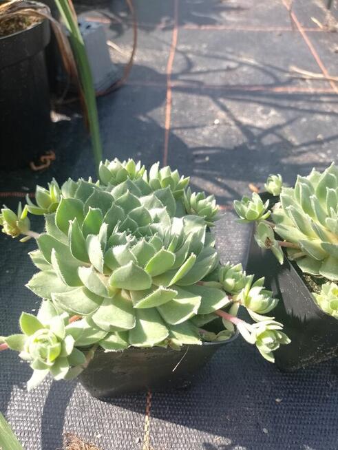 Sukulenty Rojniki w doniczkach p7