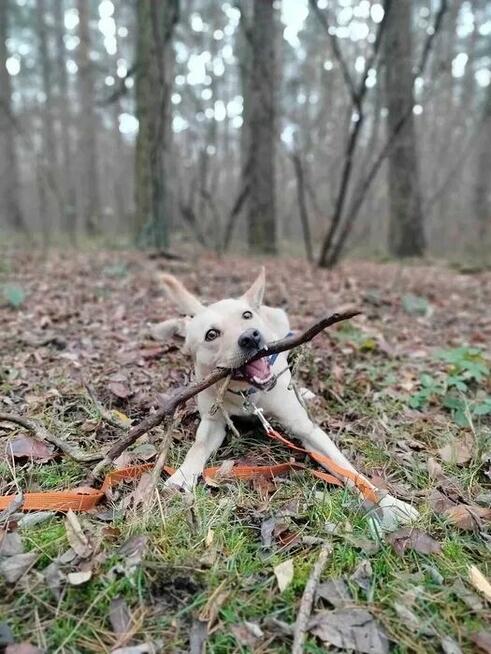 Najs szuka domu, pies