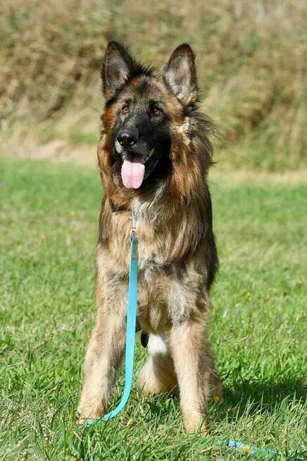 Teo szuka domu, pies, owczarek niemiecki