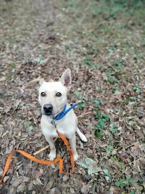 Najs szuka domu, pies