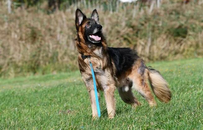 Teo szuka domu, pies, owczarek niemiecki