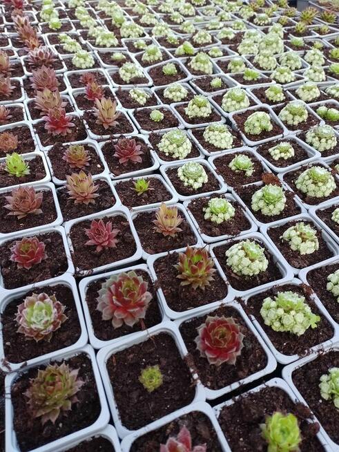 Sukulenty Rojniki w doniczkach p7