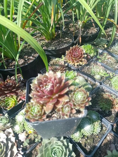 Sukulenty Rojniki w doniczkach p7