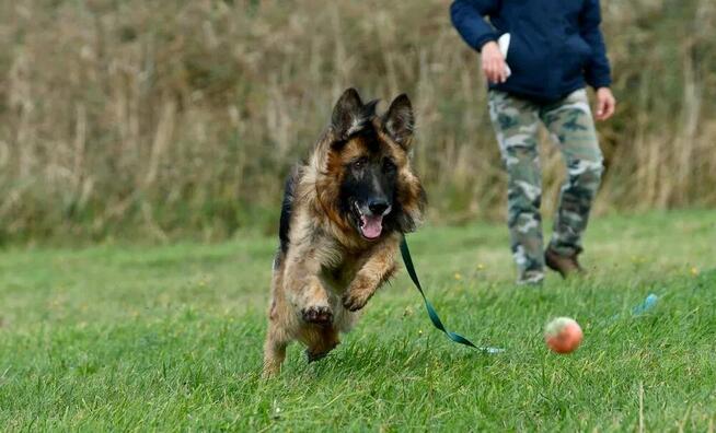 Teo szuka domu, pies, owczarek niemiecki
