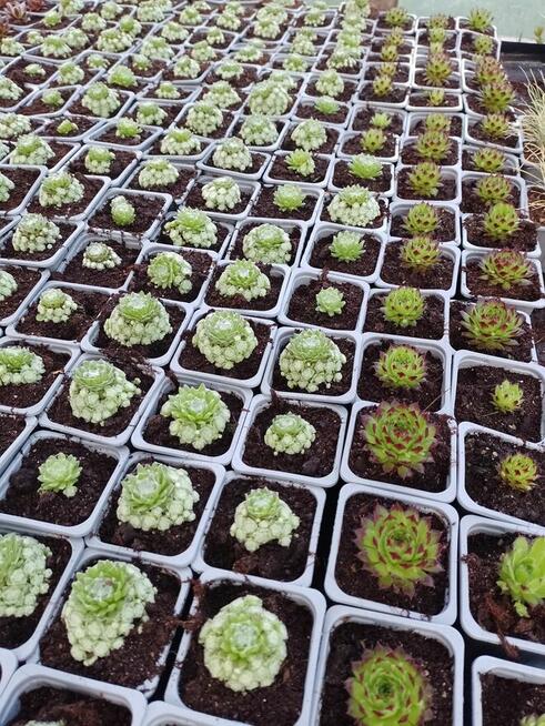 Sukulenty Rojniki w doniczkach p7