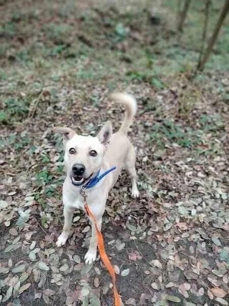 Najs szuka domu, pies