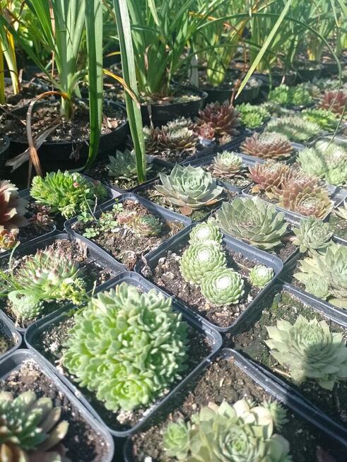 Sukulenty Rojniki w doniczkach p7