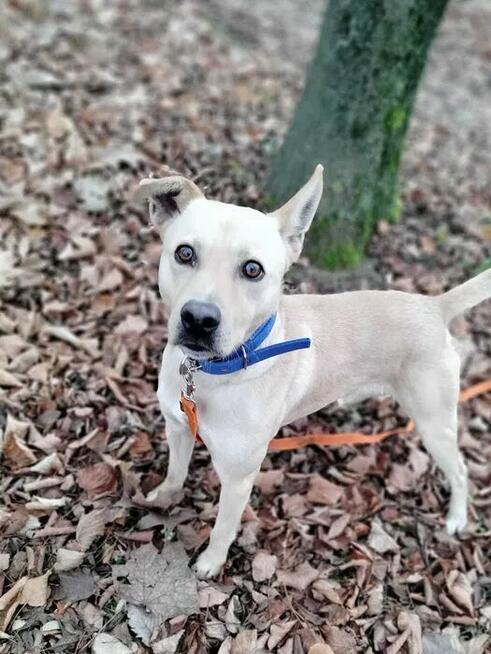 Najs szuka domu, pies