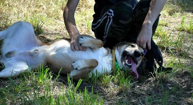 Atos szuka domu, pies