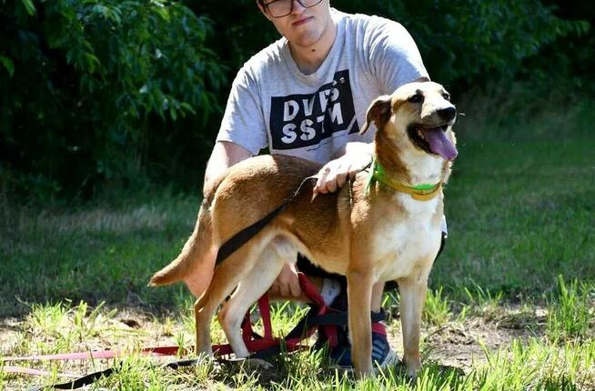 Atos szuka domu, pies