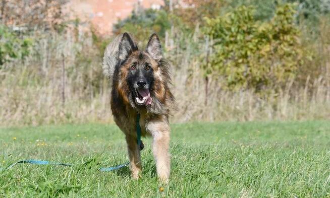 Teo szuka domu, pies, owczarek niemiecki