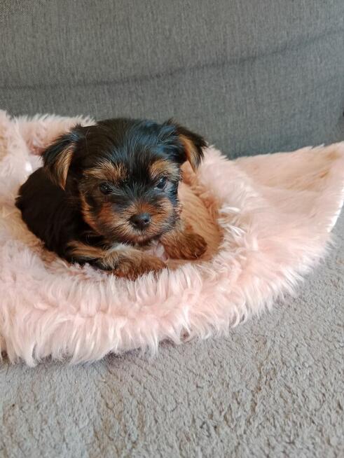 Yorkschire terrier