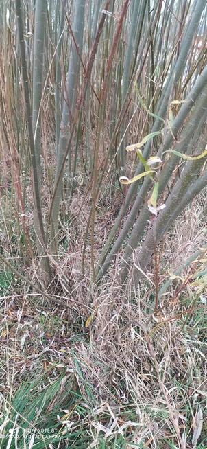 Wierzba energetyczna