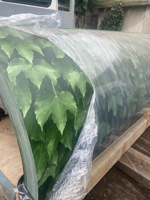 Blacha liściasta / bluszcz / liście / profil T-8