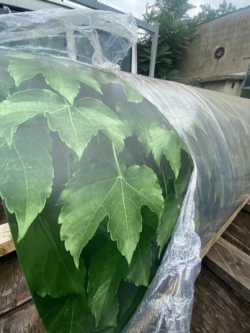 Blacha liściasta / bluszcz / liście / profil T-8