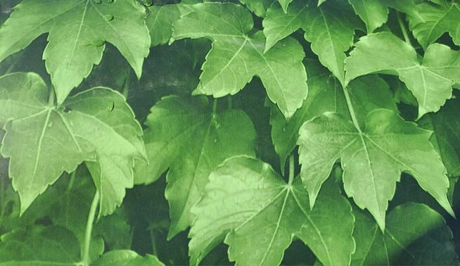 Blacha liściasta / bluszcz / liście / profil T-8