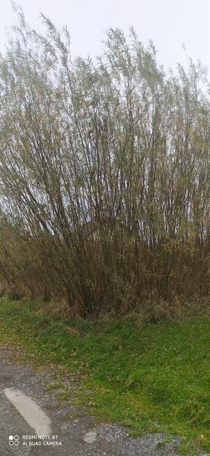 Wierzba energetyczna