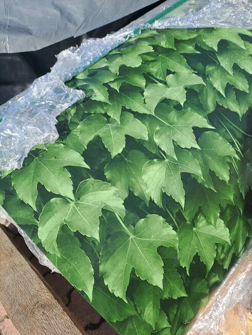 Blacha liściasta / bluszcz / liście / profil T-8