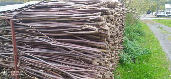 Wierzba energetyczna