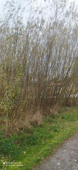 Wierzba energetyczna