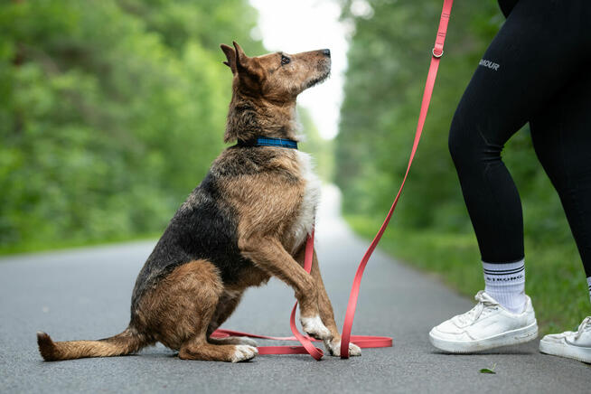 Pilna adopcja ok 4/5 let.Nuki w typ. terrierka Kaspian Sat