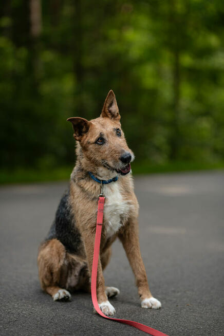 Pilna adopcja ok 4/5 let.Nuki w typ. terrierka Kaspian Sat
