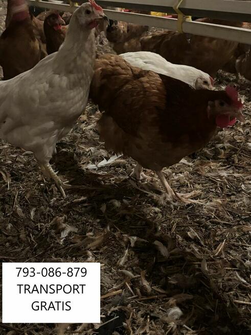 KURY NIOSKI MŁODE DOWÓZ GRATIS CAŁE ZACHODNIOPOMORSKIE