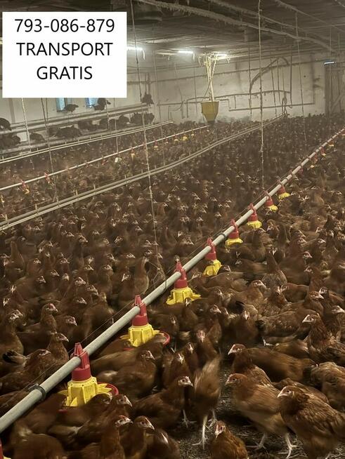 KURY NIOSKI MŁODE DOWÓZ GRATIS CAŁE ZACHODNIOPOMORSKIE