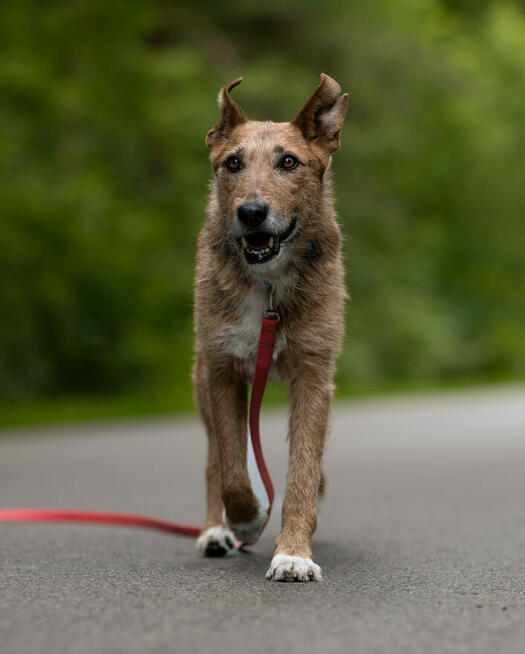 Pilna adopcja ok 4/5 let.Nuki w typ. terrierka Kaspian Sat