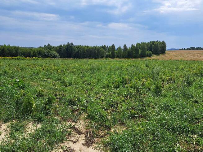 Działka rolna Skała Skała/Ojców