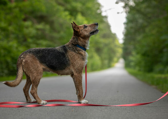 Pilna adopcja ok 4/5 let.Nuki w typ. terrierka Kaspian Sat