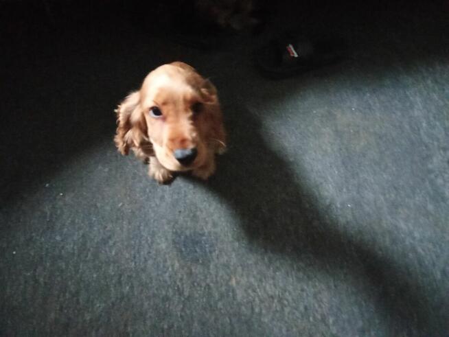 Oddam pieska Cocker spaniela dwu miesięcznego
