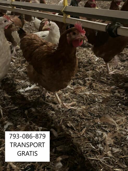 KURY NIOSKI MŁODE DOWÓZ GRATIS CAŁE ZACHODNIOPOMORSKIE