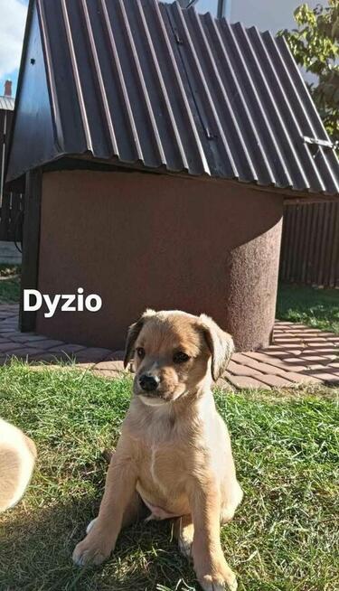 maluszki mają 5/6 tygodni i czekaja na pilne adopcje Iwona