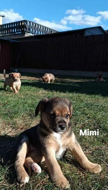 maluszki mają 5/6 tygodni i czekaja na pilne adopcje Iwona