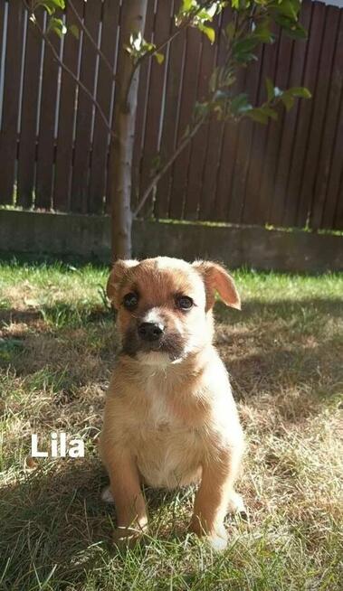 maluszki mają 5/6 tygodni i czekaja na pilne adopcje Iwona