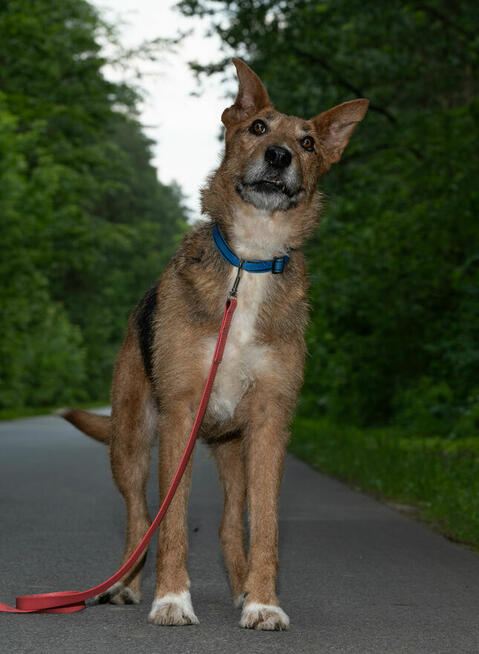 Pilna adopcja ok 4/5 let.Nuki w typ. terrierka Kaspian Sat