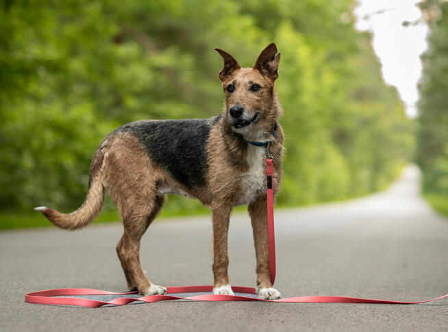 Pilna adopcja ok 4/5 let.Nuki w typ. terrierka Kaspian Sat