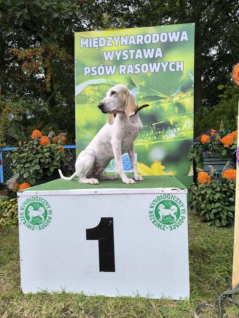 Szczeniak PORCELAINE FCI