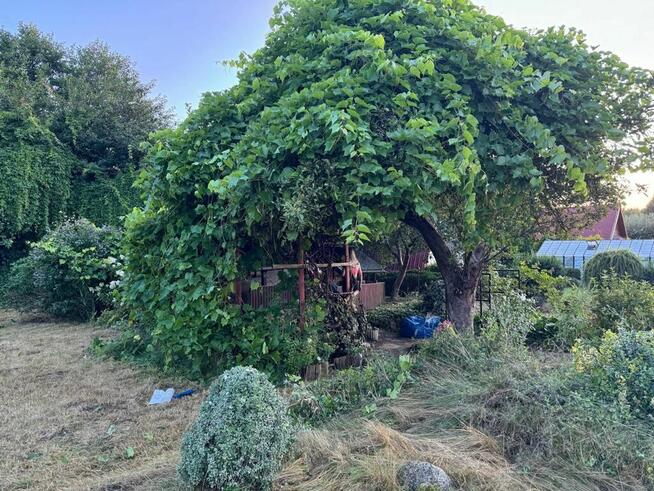 SPRZEDAM DZIAŁKE /OGRÓDEK