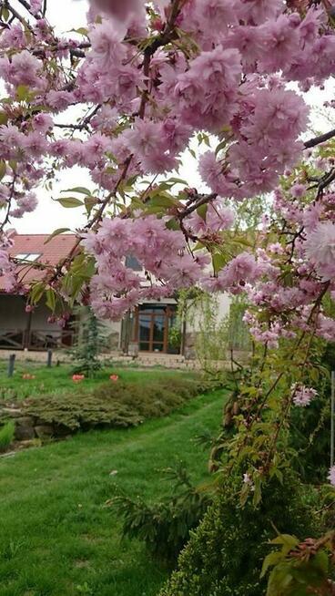 Dom z dużą działką