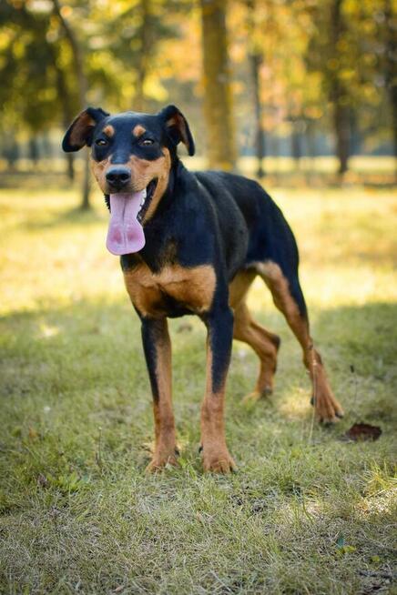 Lala-podrośnięty szczeniak czeka na cierpliwy dom-adopcja