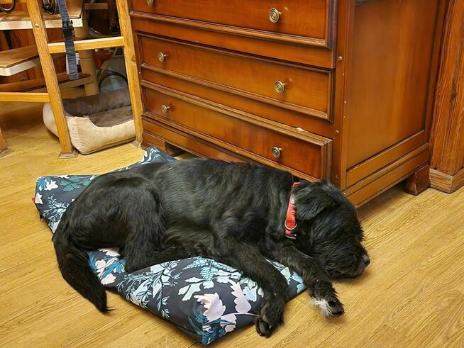 Pilna adopcja!!Jack ok 7/8 let psiak w typ.sznaucera Kund